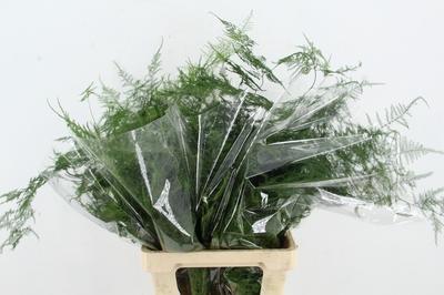 Asparagus setaceus overig