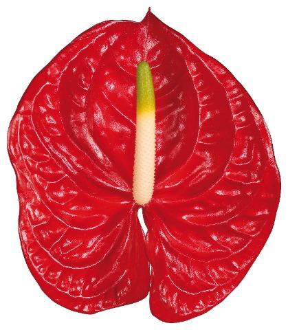 Anthurium Andreanum Grp Eterno