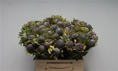 Leucadendron pubescens