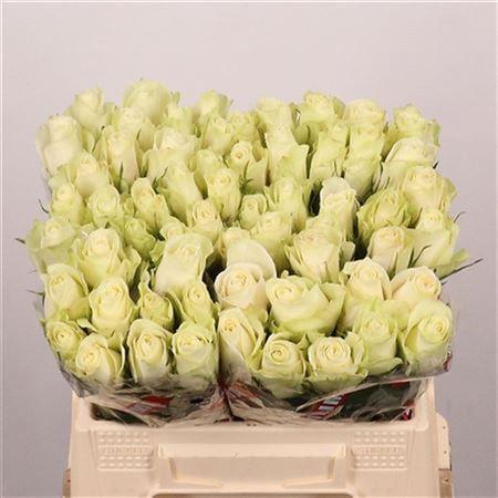 Rosa grootbloemig Athena