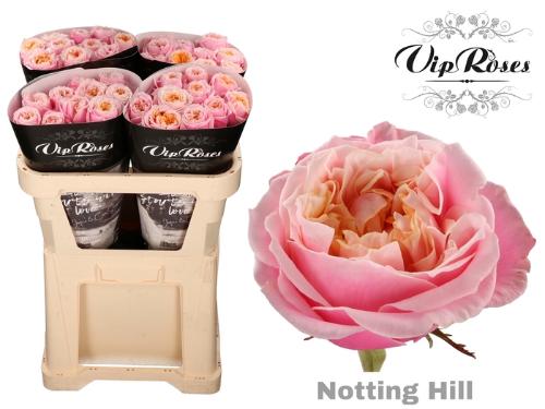 Rosa grootbloemig Notting Hill