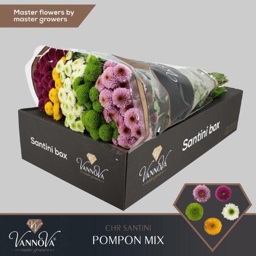 Chrysanthemum Indicum Grp tros santini pompon gemengd in bos