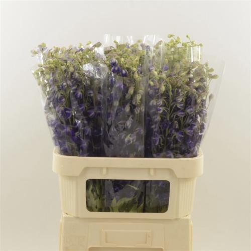 Delphinium enkelbloemig Deldonna Purple