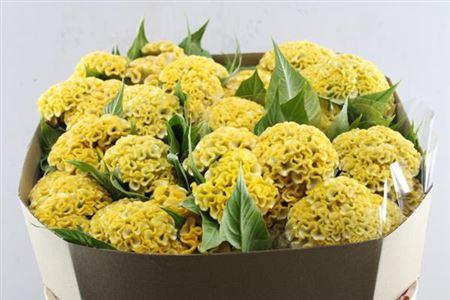 Celosia argentea (Cristata Grp) Smashing Yellow