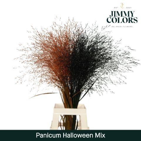 Siergras kleurbehandeld H%