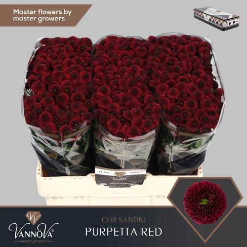 Chrysanthemum (Indicum Grp) tros santini AAA Purpetta Red