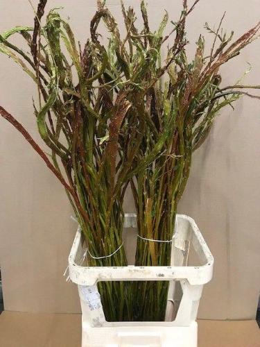 Salix udensis 'Sekka'