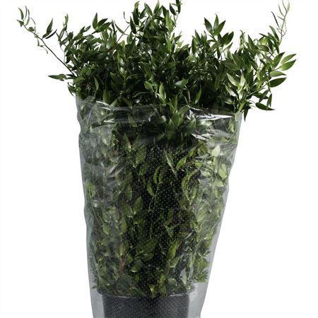 Ruscus aculeatus per bos