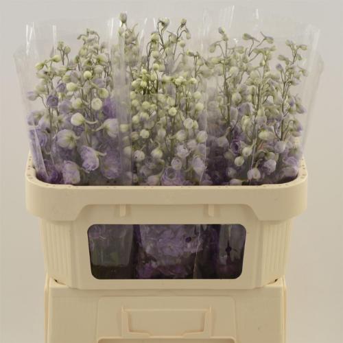 Delphinium dubbelbloemig (Elatum Grp) Dev Mojo Magenta