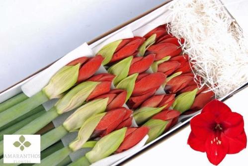 Hippeastrum Galaxy Grp 'Red Lion'