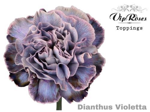 Dianthus standaard kleurbehandeld H%