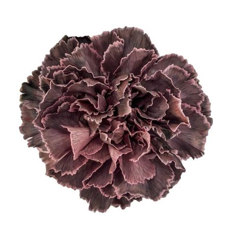 Dianthus standaard kleurbehandeld H%