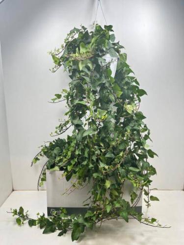Hedera helix 'Mein Herz'