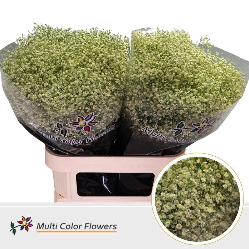 Gypsophila overig kleurbehandeld H%