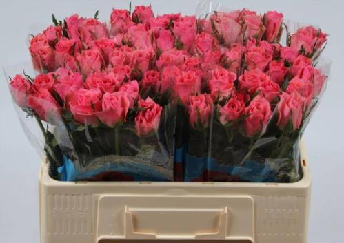 Rosa grootbloemig Ace Pink+