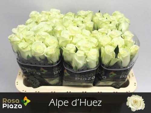 Rosa grootbloemig Alpe D'Huez