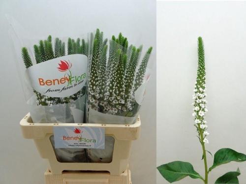 Lysimachia Moonlight