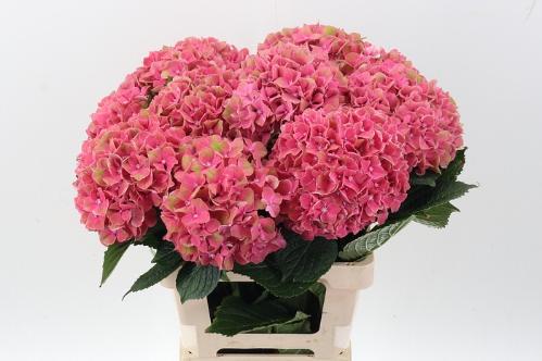 Hydrangea macrophylla Sweet Esperance