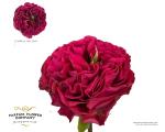926db180-2966-4d5b-9fd0-58eba67e6d52.jpg