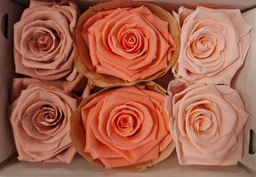 Rosa grootbloemig kleurbehandeld H%