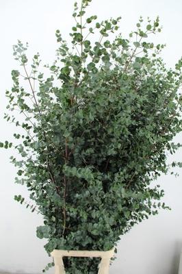 Eucalyptus gunnii Azura