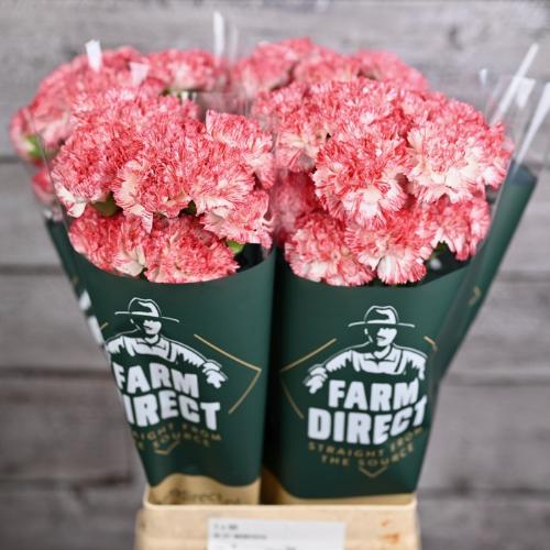 Dianthus standaard Montoya