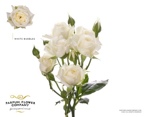 Rosa tros White Bubbles