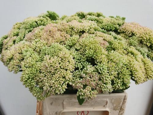 Sedum spectabile
