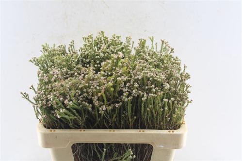 Kaaps Groen