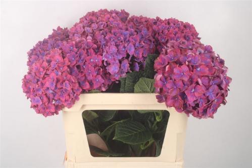 Hydrangea macrophylla 'Amber'
