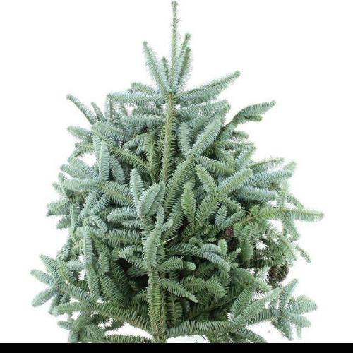 Abies procera Nobilis Blauw per kilo