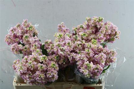 Matthiola incana Stox Champagne
