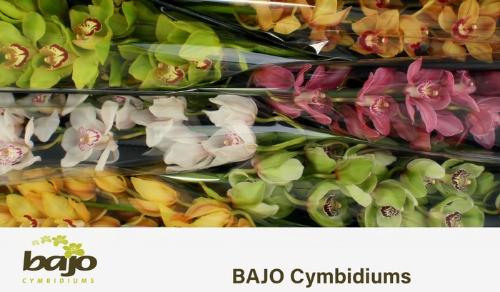 Cymbidium grootbloemig per tak gemengd