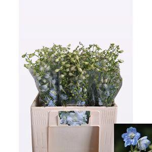 Delphinium Belladonna Grp enkelbloemig 'Ballkleid'