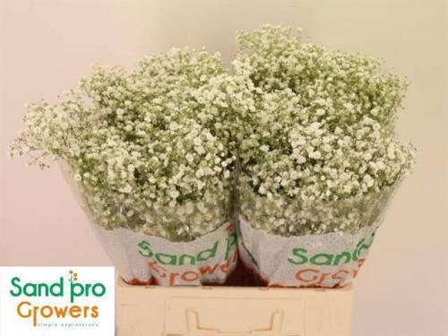 Gypsophila paniculata Xlence