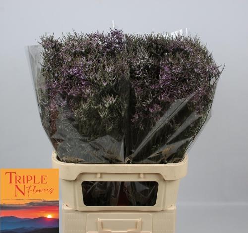Limonium Safora Lilac