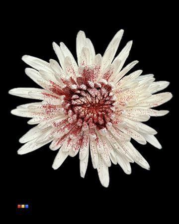 Chrysanthemum geplozen kas kleurbehandeld H%