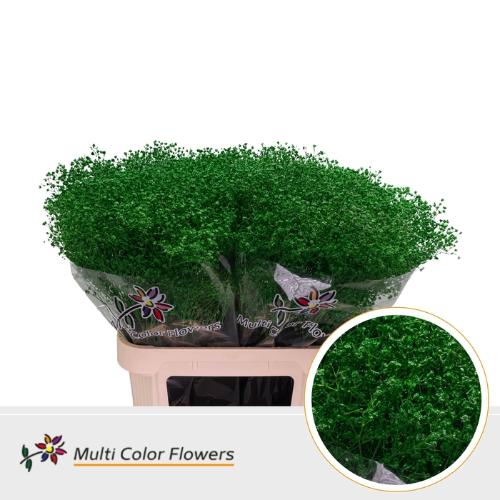 Gypsophila overig kleurbehandeld H%
