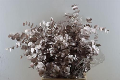 Eucalyptus cinerea kleurbehandeld per bos H%