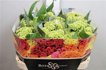 Celosia argentea (Cristata Grp) 'Act Verda'