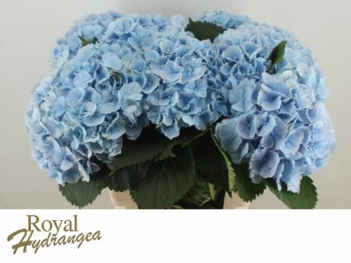 Hydrangea macrophylla 'Verena' (blauw)