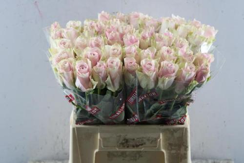 Rosa grootbloemig Pink Athena