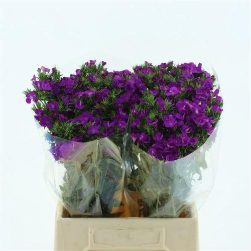 Dianthus barbatus 'Amazon Neon Purple'