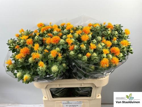Zijden bloemen H%