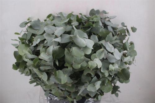 Eucalyptus per bos cinerea