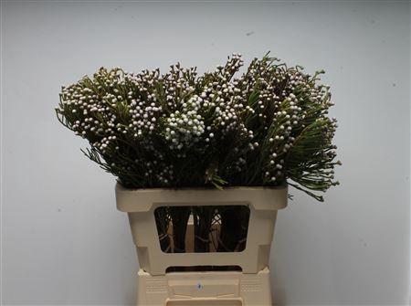Brunia noduliflora