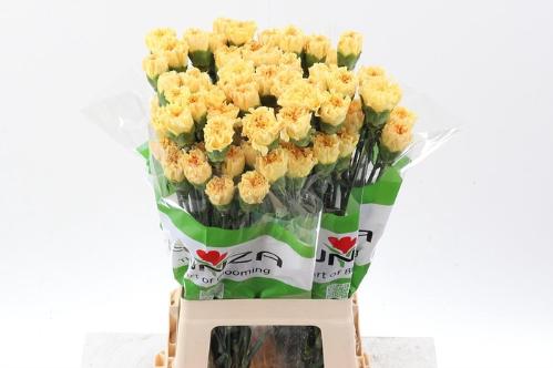 Dianthus standaard Golden Gate