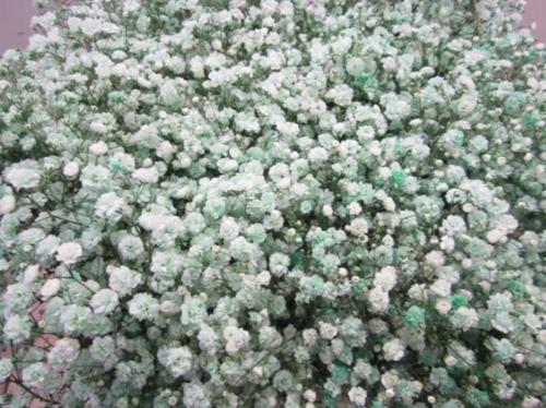 Gypsophila overig kleurbehandeld H%