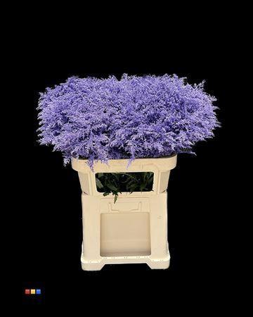 Solidago kleurbehandeld H%