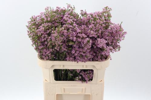 Chamelaucium uncinatum 'Wendy Rose'